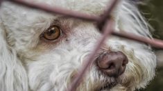 Jusqu’à trois ans de prison en cas d’abandon d’animaux, annonce Julien Denormandie