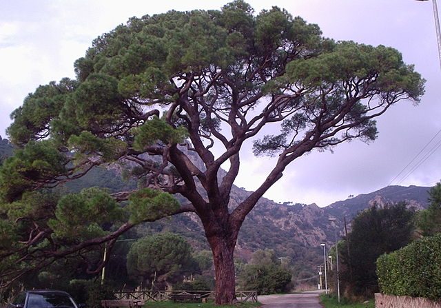 -La ville de Rome abrite quelque 60.000 pins parasols sur son domaine public, des insectes sont parties à l’assaut de ce magnifique arbre. Image Wikipédia de Fontama.