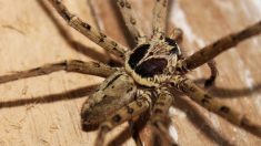 Australie : elle découvre une araignée géante logée dans sa poignée de voiture