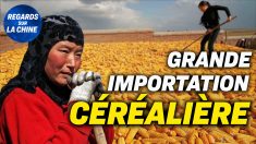 Focus sur la Chine – Importations massives de blé en Chine