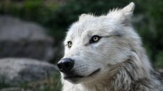 Charente-Maritime : qui a tué Ounka, chien-loup retrouvé criblé de plombs de chasse ?