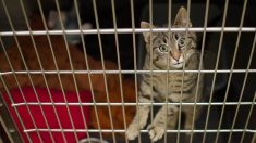 Tarn : excédé par les déjections des chats de ses voisins, il les piégeait dans des cages à gibier installées dans son jardin