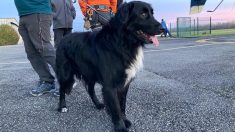 Hautes-Pyrénées : les CRS sauvent un chien perdu en montagne et le rapportent à son maître