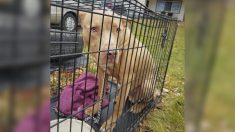 Un chien abandonné, trouvé sur une route dans une cage avec un sac de nourriture, trouve un nouveau foyer