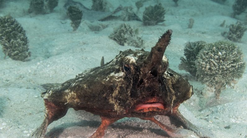 (Avec l'aimable autorisation de Caribbean Reef Life)