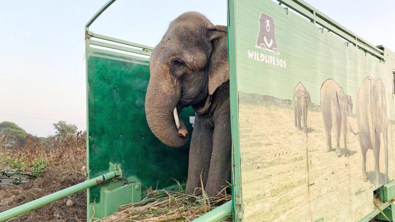 Jai, l'éléphant mendiant de 50 ans, est transféré à l'hôpital Wildlife SOS Elephant à Mathura, en Inde, le 10 décembre. (Avec l'aimable autorisation de Wildlife SOS)