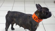 [Vidéo] Les touchantes retrouvailles de la chienne Bouboule avec ses maîtres, un an après avoir été volée