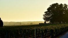 Dordogne : des viticulteurs plantent 600 arbres fruitiers près de leurs vignobles