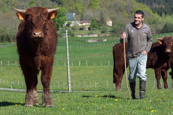 L'élevage bovin «a un avenir» en France, assure Élisabeth Borne