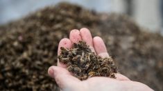 Néonicotinoïdes : le conseil constitutionnel autorise le retour du pesticide « tueurs d’abeilles » dans les champs de betteraves