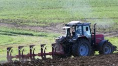 « Sachez que l’agriculture recrute »: 20.000 emplois disponibles dans le secteur de l’agriculture