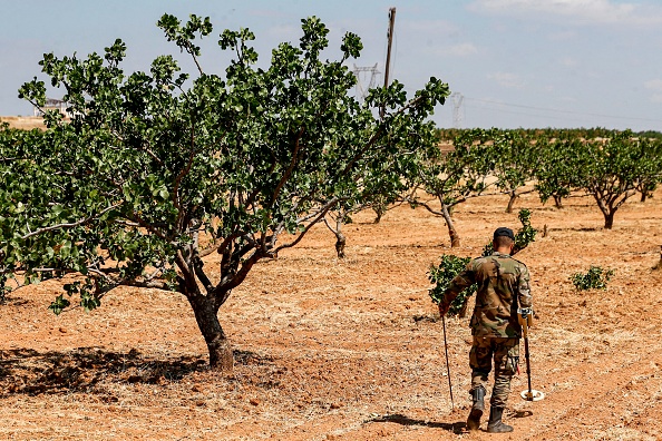 -Les producteurs de pistaches du centre de la Syrie apprennent que leurs terres sont vendues aux enchères. Photo par Louai Beshara / AFP via Getty Images.
