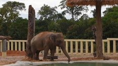 Cambodge : « l’éléphant le plus seul au monde » renoue avec ses congénères