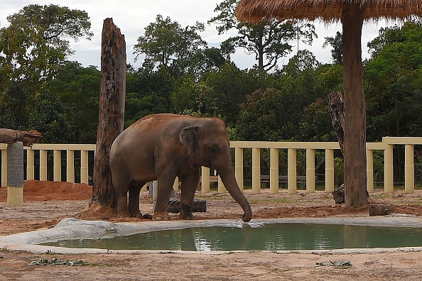 -L'éléphant d'Asie nouvellement arrivé, Kaavan boit de l'eau dans son nouvel enclos au sanctuaire de faune de Kulen Prom Tep dans la province d'Oddar Meanchey au Cambodge le 1er décembre 2020 Photo de Tang Chhin Sothy / AFP via Getty Images.