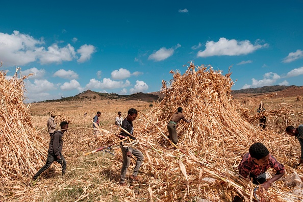 -Des agriculteurs récoltent du sorgho dans un champ près d'Alamata, le 10 décembre 2020. Photo Eduardo Soteras / AFP via Getty Images.