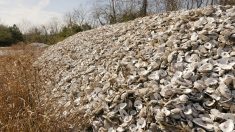 Sur les côtes du Texas, les coquilles d’huîtres sont recyclées en récifs