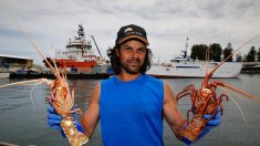 Privés du marché chinois, les pêcheurs australiens de langoustes s’adaptent