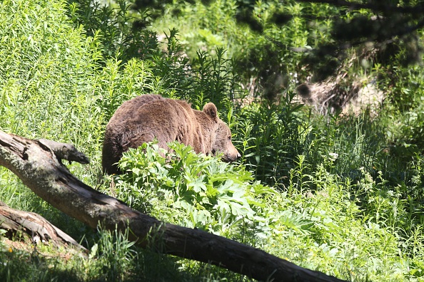 Un ours brun dans les Pyrénées orientales.    (Photo : RAYMOND ROIG/AFP via Getty Images)