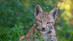 Doubs : une jeune femelle lynx affamée sauvée in extremis par le Centre Athénas