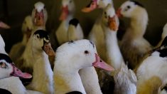Grippe aviaire en France: le niveau de risque réévalué à « élevé », les volailles confinées