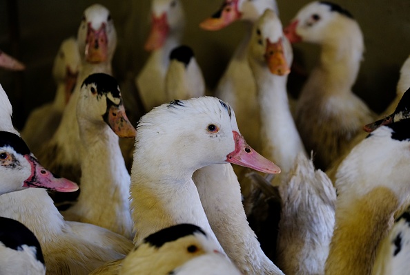  La grippe aviaire  frappe les élevages français  de manière de plus en plus précoce. (Photo : ERIC CABANIS/AFP via Getty Images)