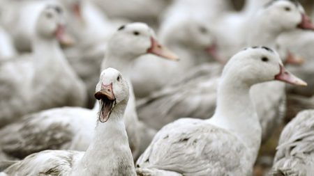 Grippe aviaire : un troisième élevage de canards contaminé dans les Landes