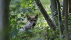 VIDEO. Grâce à un piège photo, un jeune Savoyard filme deux petits louveteaux dans une forêt