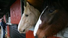 [Vidéo] Côte-d’Or : 35 chevaux malnutris et maltraités secourus par le zoo-refuge de la Tanière