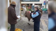 Landes : les gendarmes contrôlent un homme et son lama pendant une patrouille en plein centre-ville