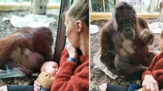 Une maman allaitant son bébé partage un moment d’intense émotion avec un orang-outan