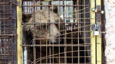 Un ours gardé illégalement dans une petite cage rouillée pendant 3 ans dans un zoo retrouve un nouveau logis