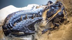 États-Unis : des archéologues exhument des fossiles d’un jeune tyrannosaure et d’un tricératops