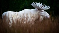 Un photographe de la faune sauvage capte des images saisissantes d’un rare élan blanc, dans les forêts suédoises