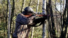 Landes : des chasseurs découvrent un sanglier blanc lors d’une partie de chasse