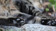 Pas-de-Calais : elle demande justice pour son chat  Mowgli tué par un tir au plomb
