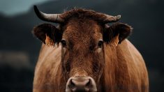 Loire : une vache errant sur l’autoroute a été « abattue en désespoir de cause » par la police