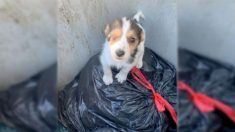 Côtes-d’Armor : le petit chiot jeté dans une poubelle en avril est heureux dans sa famille pour la vie