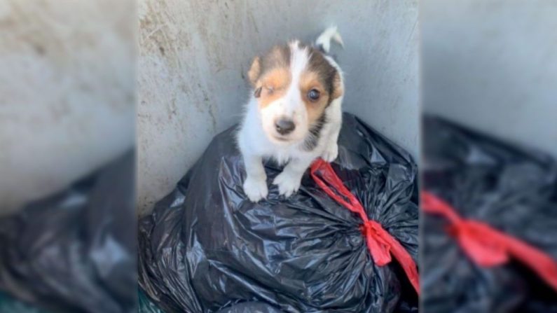Le chiot âgé d'environ un mois et demi a été retrouvé dans un sac poubelle fermé dans un conteneur à déchets le 15 avril 2020. (Crédit : Gendarmerie nationale des Côtes-d'Armor)