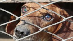 Hautes-Pyrénées : 9 chiens de chasse sauvés de la maltraitance