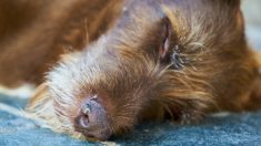 Hérault : trois chiens empoisonnés en une dizaine de jours près de Béziers, deux décédés « dans des souffrances atroces »