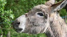 Bas-Rhin : l’âne Alfred retrouvé après avoir été kidnappé la journée de la Saint-Nicolas