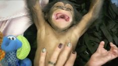 La vidéo d’un petit chimpanzé de 11 semaines se faisant chatouiller et riant dans un zoo devient virale