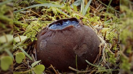Découverte de la présence du champignon à l’aspect étrange nommé « chaudron de sorcières » dans une forêt du Nouveau-Brunswick