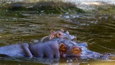 Espèce menacée : un bébé hippopotame vient de naître au zoo African Safari, près de Toulouse