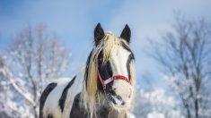 Hautes-Alpes : des chevaux pour remplacer les remontées mécaniques dans une station de ski familiale