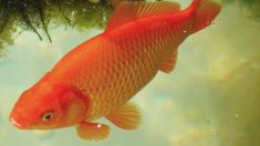 Caroline du Sud : un poisson rouge géant découvert dans le lac Oak Grove