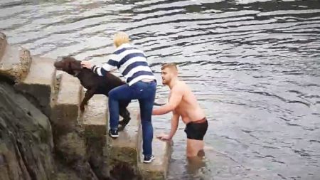 Un rugbyman irlandais plonge dans l’eau glacée pour sauver un labrador de la noyade