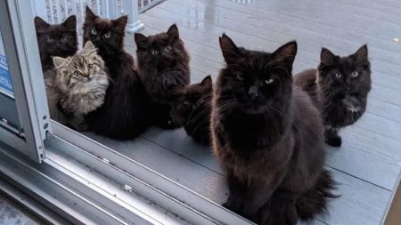 Une chatte errante revient avec ses six chatons dans le besoin chez la femme qui l’avait nourrie