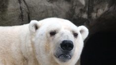 Le zoo d’Amnéville est très inquiet de l’état de santé de l’ours polaire Tromso, un papy de 33 ans