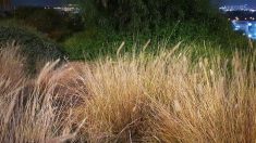 Pouvez-vous repérer les caméléons parfaitement camouflés dans ce champ d’herbes « normal » ?